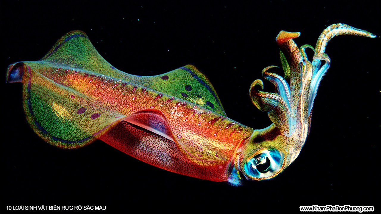 10 loài sinh vật biển rực rỡ sắc màu | Khám Phá Bốn Phương