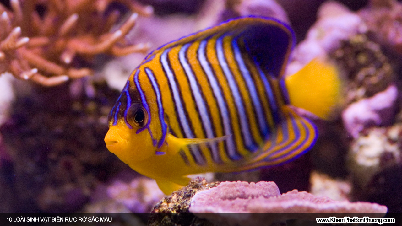 10 loài sinh vật biển rực rỡ sắc màu | Khám Phá Bốn Phương