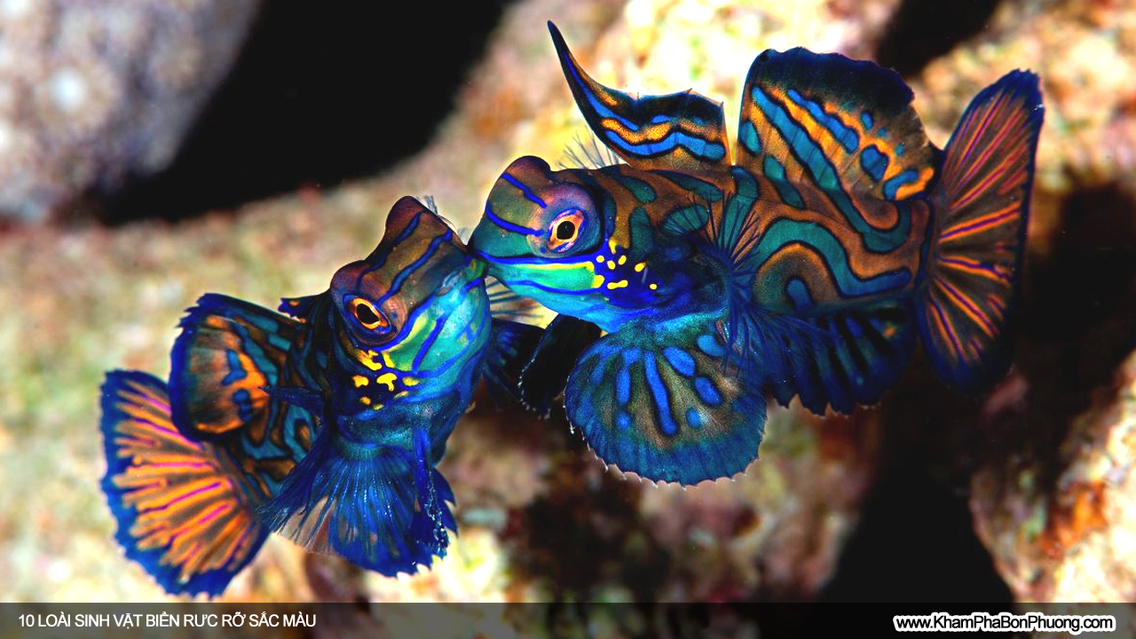 10 loài sinh vật biển rực rỡ sắc màu | Khám Phá Bốn Phương