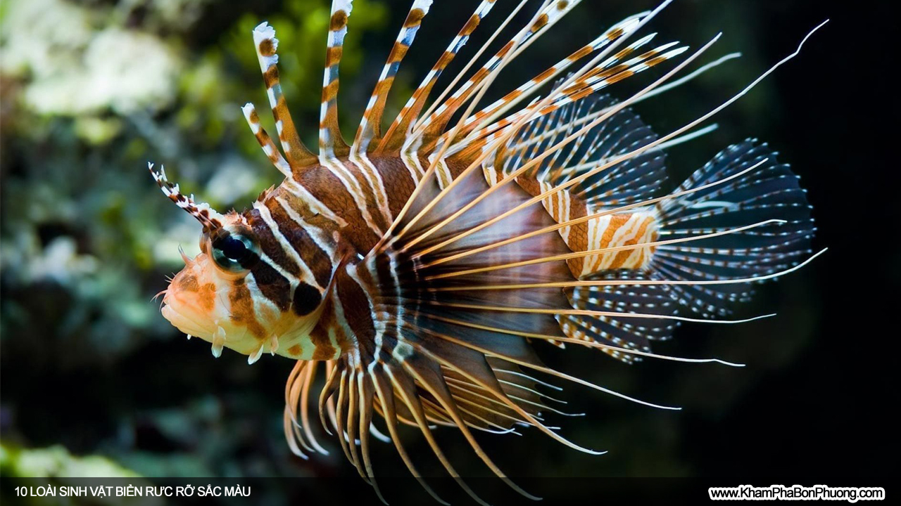 10 loài sinh vật biển rực rỡ sắc màu | Khám Phá Bốn Phương