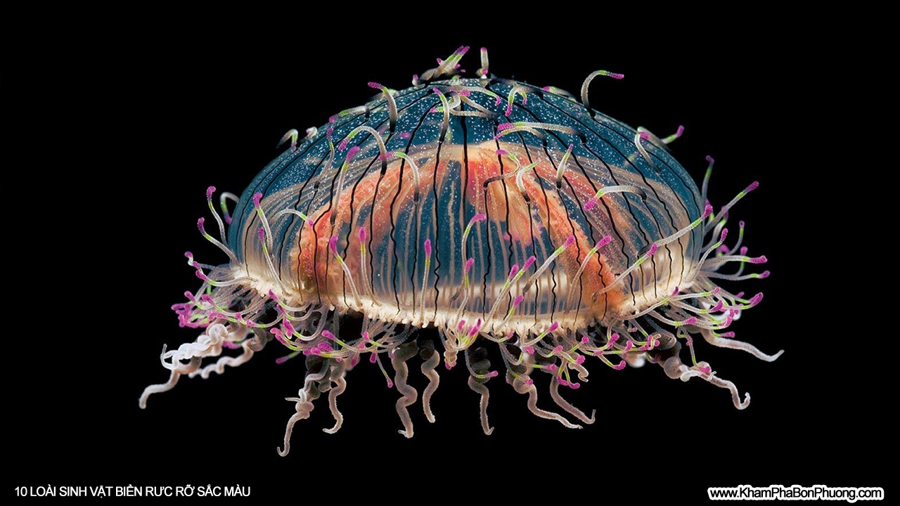 10 loài sinh vật biển rực rỡ sắc màu | Khám Phá Bốn Phương