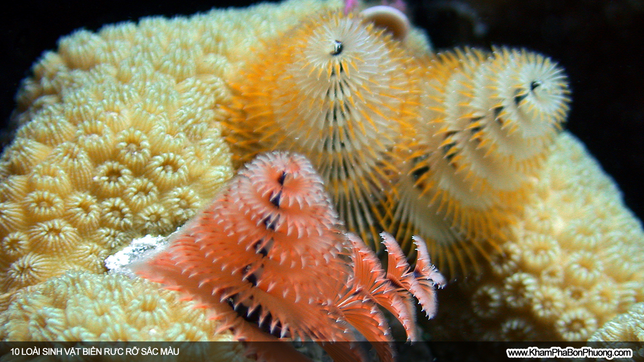 10 loài sinh vật biển rực rỡ sắc màu | Khám Phá Bốn Phương