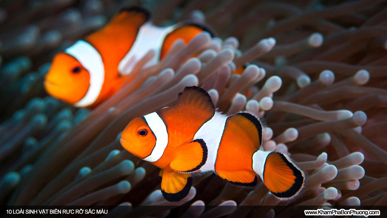 10 loài sinh vật biển rực rỡ sắc màu | Khám Phá Bốn Phương