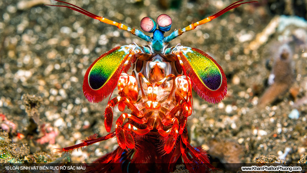 10 loài sinh vật biển rực rỡ sắc màu | Khám Phá Bốn Phương