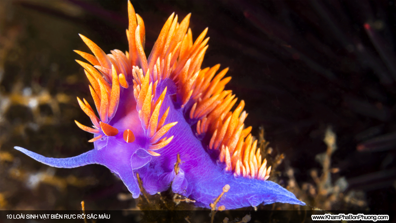 10 loài sinh vật biển rực rỡ sắc màu | Khám Phá Bốn Phương