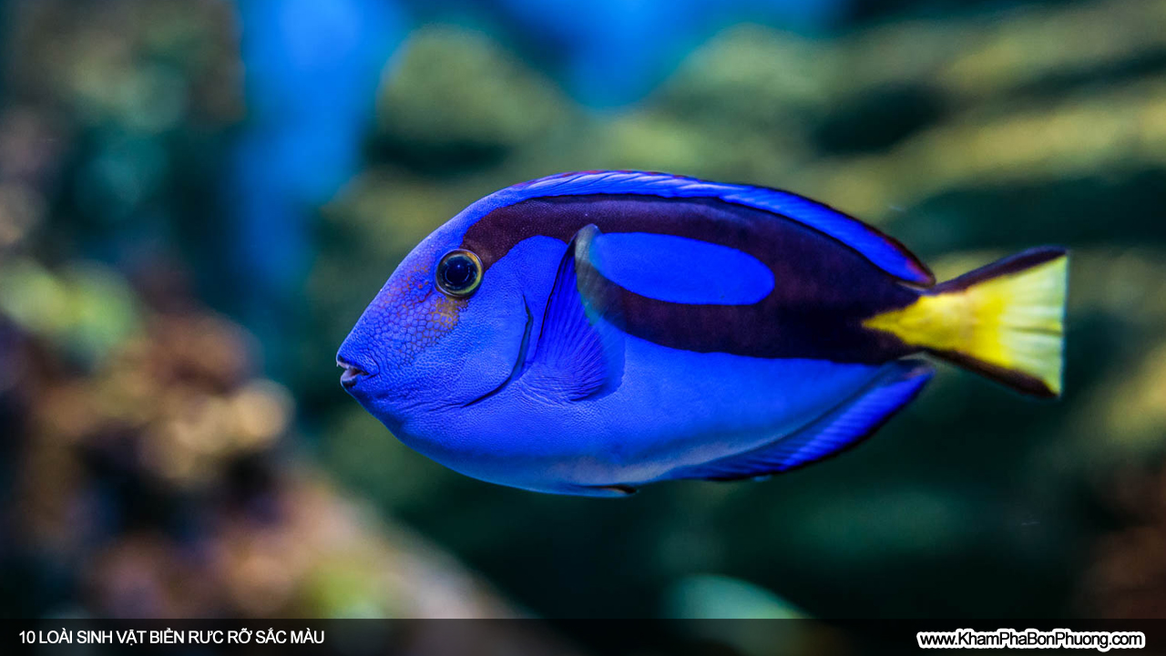 10 loài sinh vật biển rực rỡ sắc màu | Khám Phá Bốn Phương
