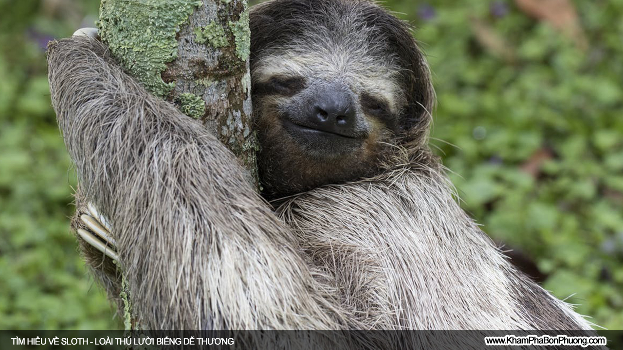 Tìm hiểu 10 điều thú vị về Sloth, loài thú lười biếng dễ thương | Khám Phá Bốn Phương