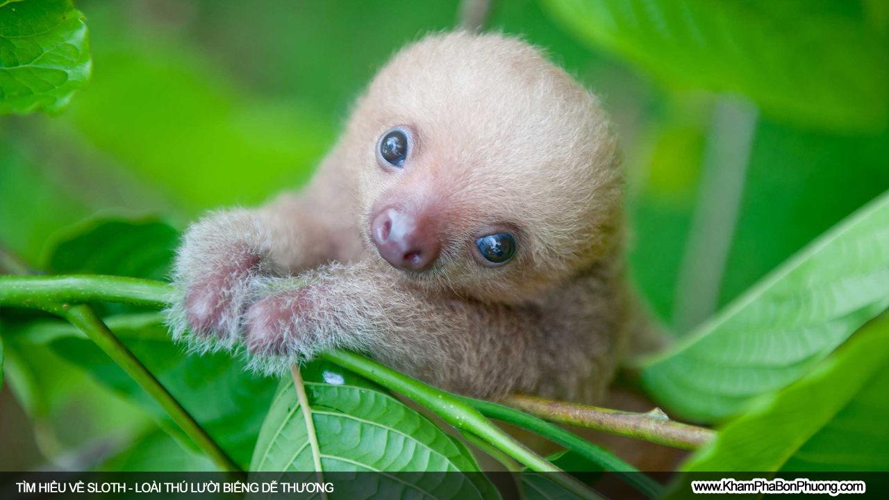 Tìm hiểu 10 điều thú vị về Sloth, loài thú lười biếng dễ thương | Khám Phá Bốn Phương